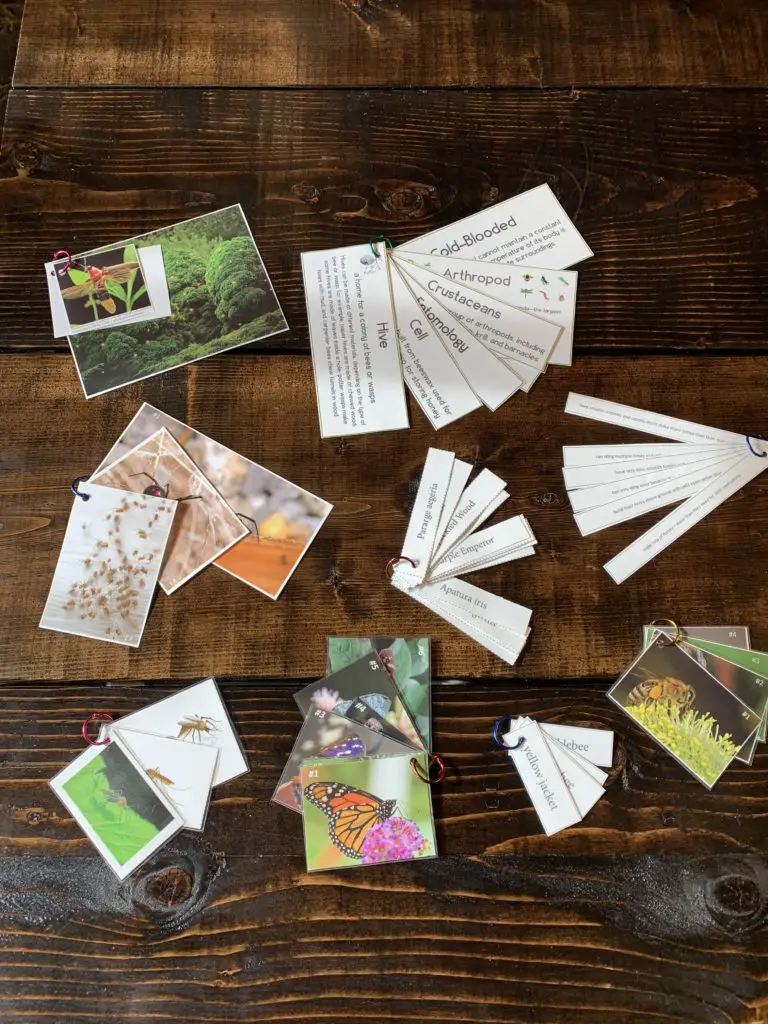 Some flash cards from our homeschool science curriculum